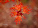 افرای سرخ-افرای ژاپنی-افرای برگ پنجه ای-Smooth Japanese Maple- irohamomiji -イロハモミジ

